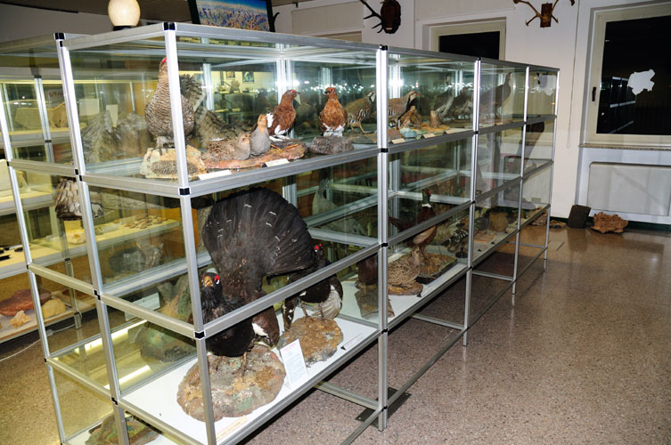 Fossili dal Triassico al Pliocene provenienti dalla Val Brembana